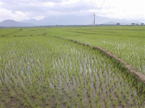 Major crops of Tamil Nadu and its primary cultivation region