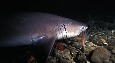 New Species Of Shark Discovered In Deep Sea – DSM Observer