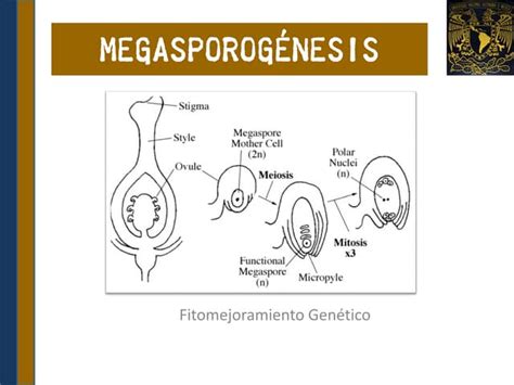 Microsporogenesis