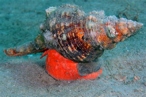 Sea Wonder: Horse Conch | National Marine Sanctuary Foundation