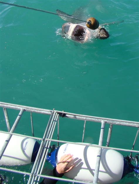 Escape the CityGansbaai: Shark diving | Escape the City