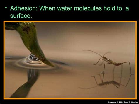 Properties of Water PowerPoint, Adhesion, Cohesion, Surface Tension