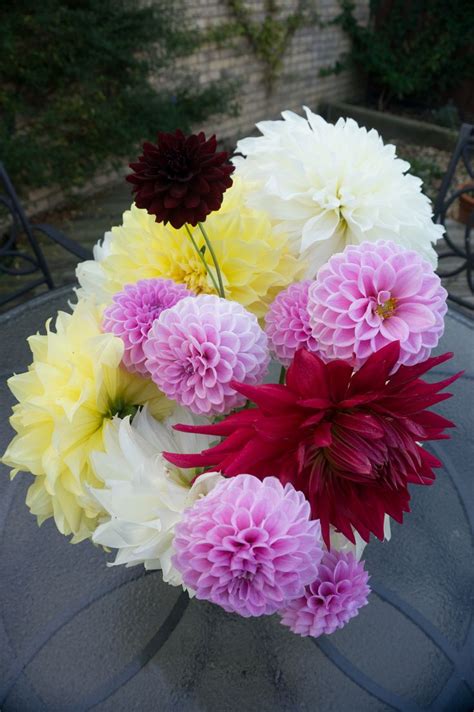 17 Best images about Dahlias. on Pinterest | Gardens, Dahlia bouquet and Purple dahlia