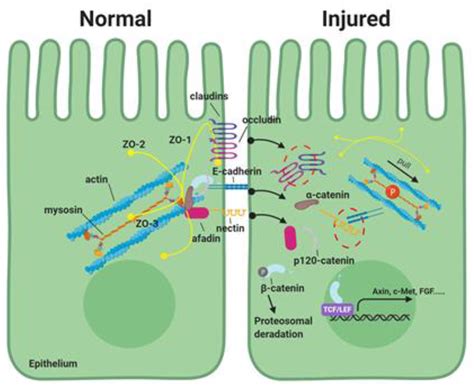 How Is Myosin Light Chain Kinase Activated | Americanwarmoms.org