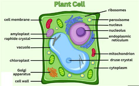 Plant Cell Diagram, Structure, Types and Functions