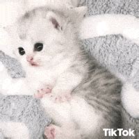 Confused Cat GIFs - Find & Share on GIPHY