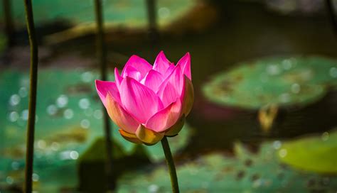 Lotus | Sigiriya, Sri Lanka | Chiew Loo | Flickr