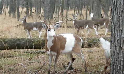 Whole Herd Of Rare Piebald Deer Spotted In Wisconsin | Whiskey Riff