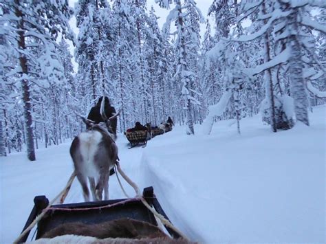 How to book a Reindeer Safari in Lapland - Globetotting