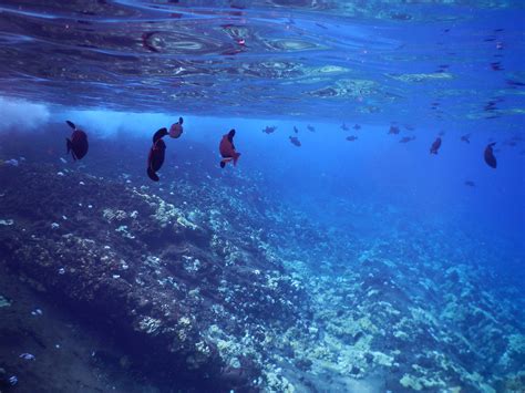 Molokini Crater Snorkeling Fish | Credit Carrots