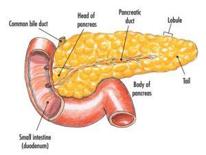 Pancreas diagram