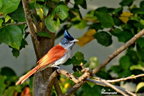 Indian Paradise Flycatcher | BirdForum