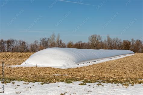 Temporary, outdoor grain bag storage system full of corn in cornfield ...