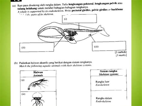 Haiwan Vertebrata Akuatik - 8.1 sistem sokongan haiwan / Sistem ...