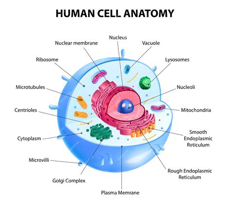 Printable Human Cell Diagram