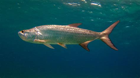 Megalops atlanticus - Tarpon | Snorkeling Report