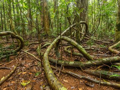 Forest Floor Layer Of The Rainforest Animals And Plants | Viewfloor.co