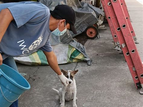 IWCT - News and Blog - Stray Feeding