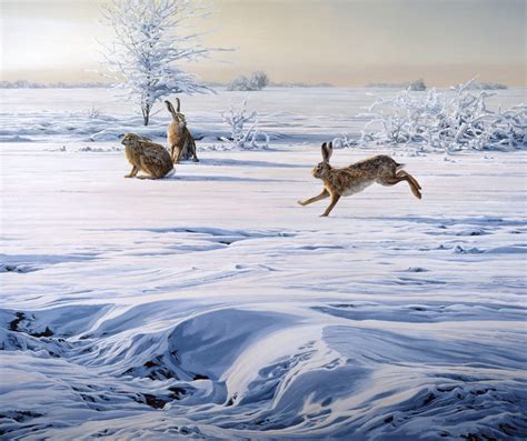 European Brown Hares Print: Brown hares running in snow – Aquila Art