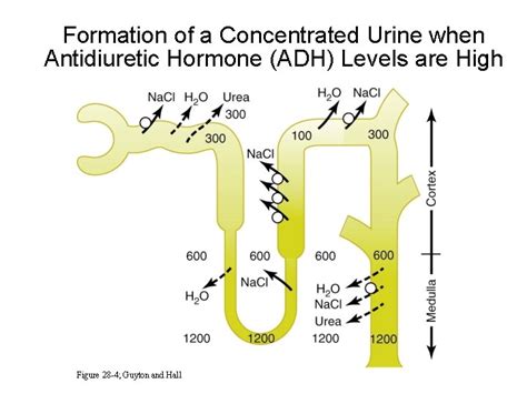 Regulation of Extracellular Fluid Osmolarity and Sodium Concentration