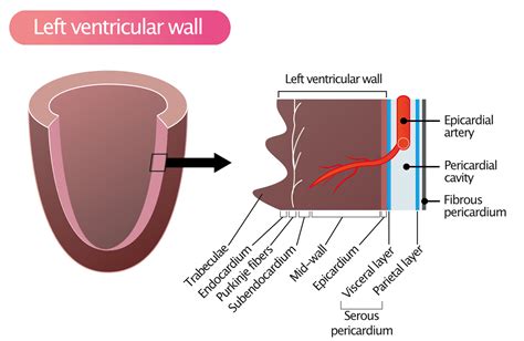 Myocardium Endocardium And Pericardium