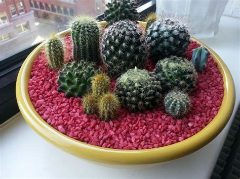 Cactus Bowl · A Terrarium · Other on Cut Out + Keep · Creation by English Ginger