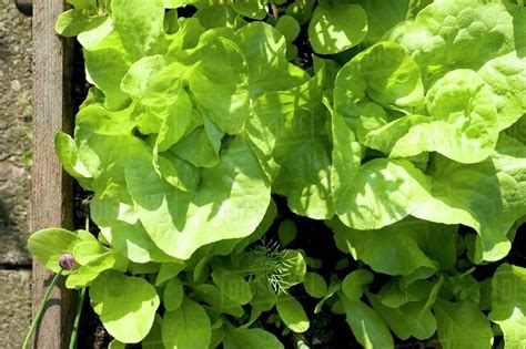 Butterhead lettuce plants in a raised bed - Stock Photo - Dissolve