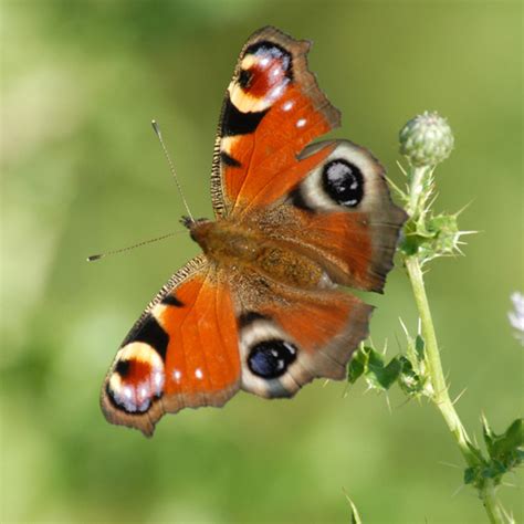 Wildlife at Steart Marshes | WWT