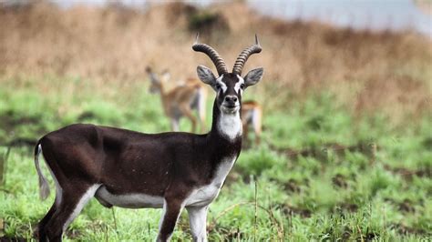 Experience the Thrilling Wonders of Gambella National Park: A Journey ...