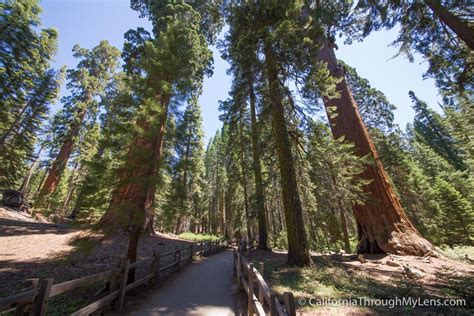 General Grant Trail & Grove: Exploring the Nations Christmas Tree in Kings Canyon National Park ...