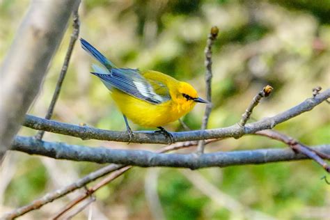 Gale's Photo and Birding Blog: Blue-winged Warbler