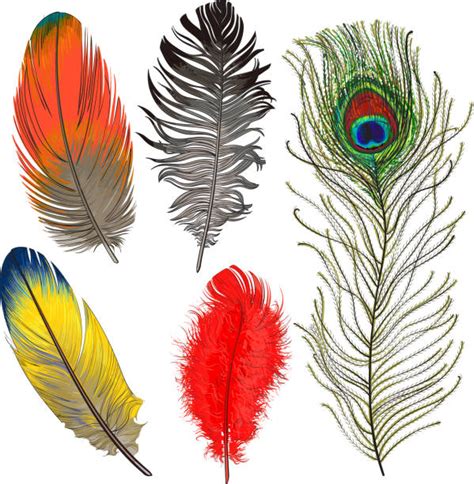 Eagle Feather Illustrations, Royalty-Free Vector Graphics & Clip Art - iStock