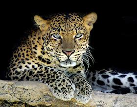 The Life of Animals: Arabian leopard