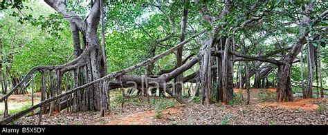 Thimmamma Marrimanu, biggest banyan tree, Andhra, 03