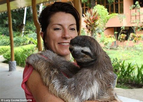 All grown up: The sloths started life in the orphanage, but are now flourishing as TV and web ...