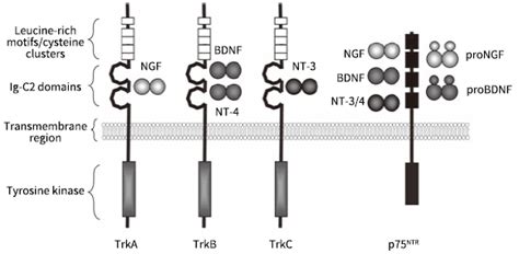 Neurotrophin Receptors | Sino Biological