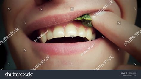 Portion Snus Tobacco Use Through Gums Stock Photo 1508819300 | Shutterstock