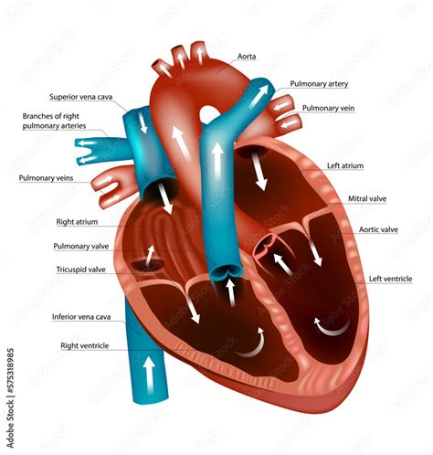 Diagram of the human heart. Blood Flow Through the Heart. Pathways and ...