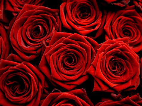 Flowers Wallpapers: Red Roses Flowers Wallpapers