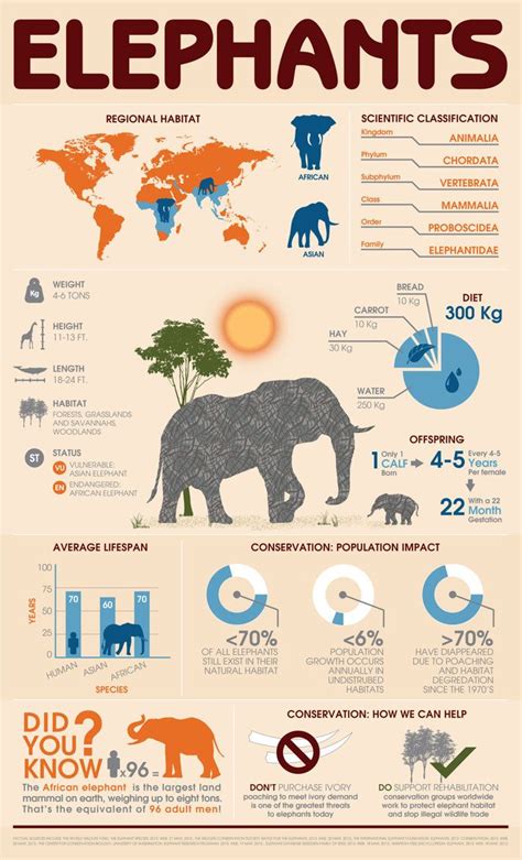 Animal Infographic: Elephant All About Elephants, Elephants Never ...