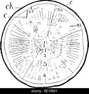 Nature and development of plants . Fig. 56. Fig. 55. Diagram of a cross-section of a stem of ...