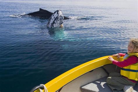 Whale Watching - Eden | Sapphire Coast | Far South Coast NSW