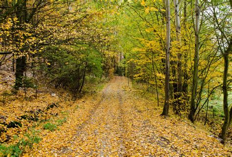 Autumn Forest Path Free Stock Photo - Public Domain Pictures