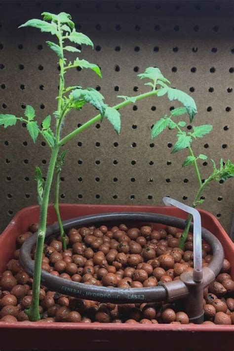 Hydroponic Tomatoes: How To Grow Tomatoes Hydroponically