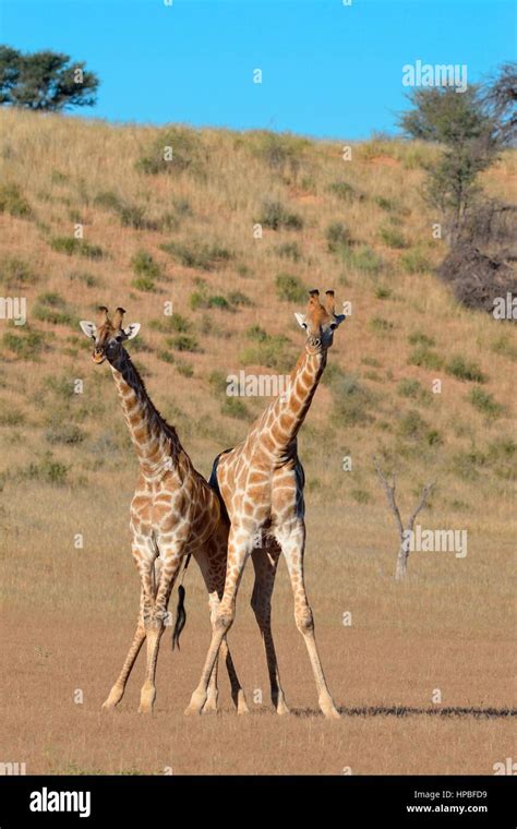 South African giraffes (Giraffa camelopardalis giraffa), two bulls in fighting position ...