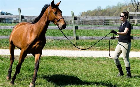 Top Horse Training Methods: Find The Right One For You