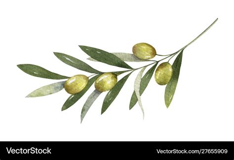 Watercolor olive branch with leaves Royalty Free Vector