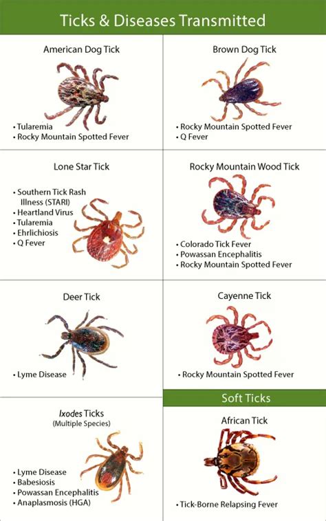 Tick Bites: Symptoms, Pictures, Treatment, Removal Tips & Prevention