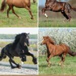 These Are The 7 Smartest Horse Breeds Out There