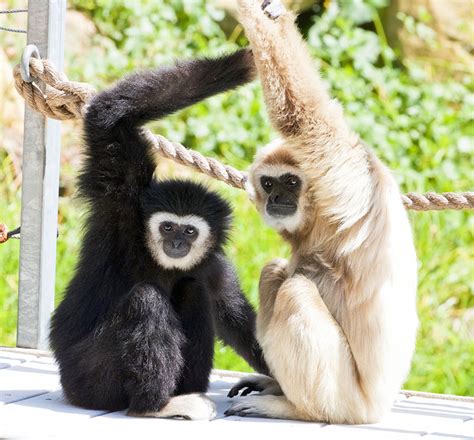 White-Handed Gibbon - Santa Barbara Zoo